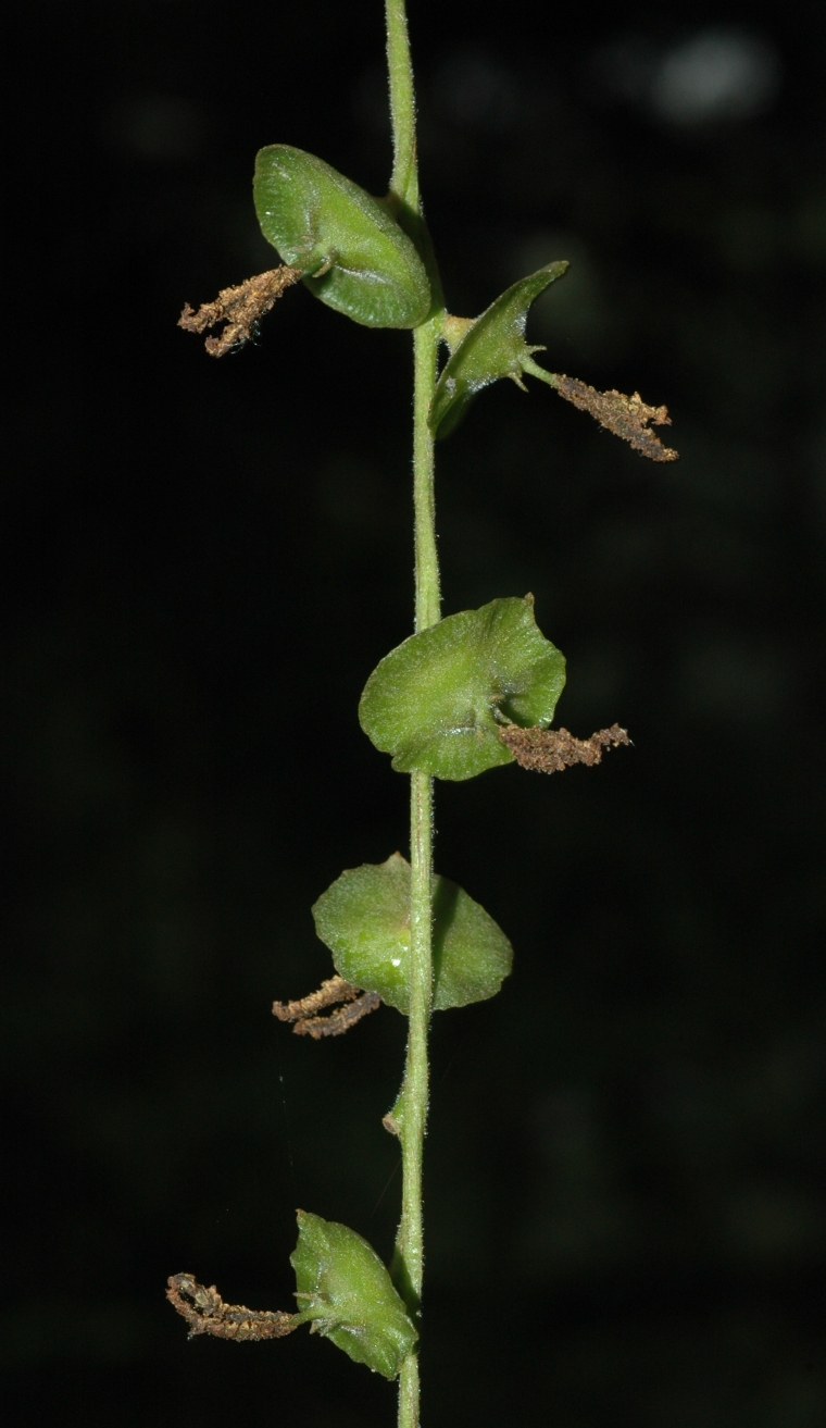 Juglandaceae Cyclocarya paliurus