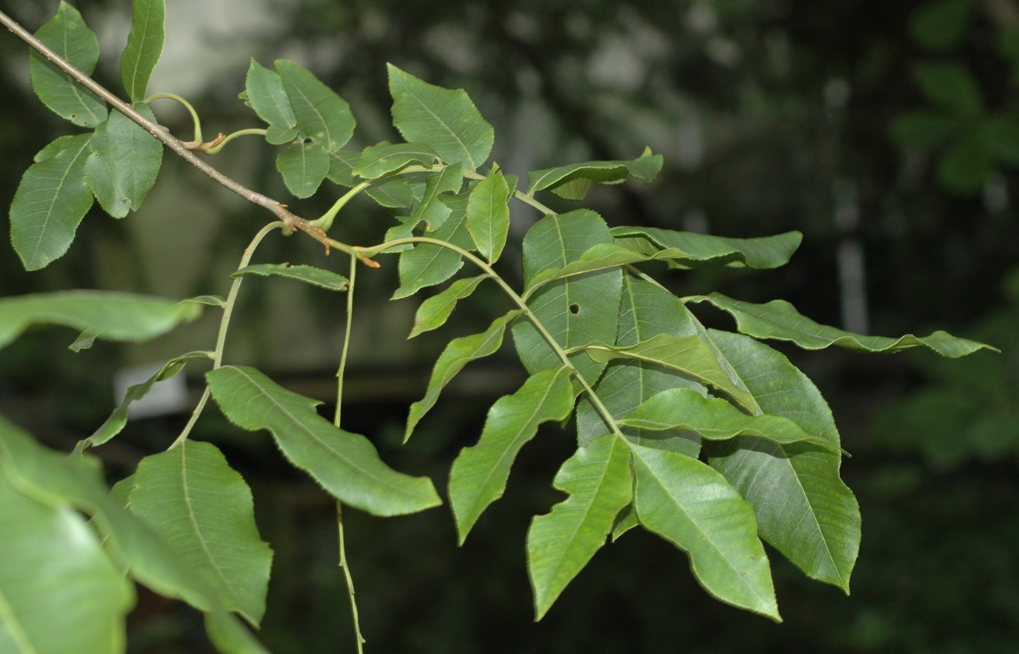 Juglandaceae Cyclocarya paliurus