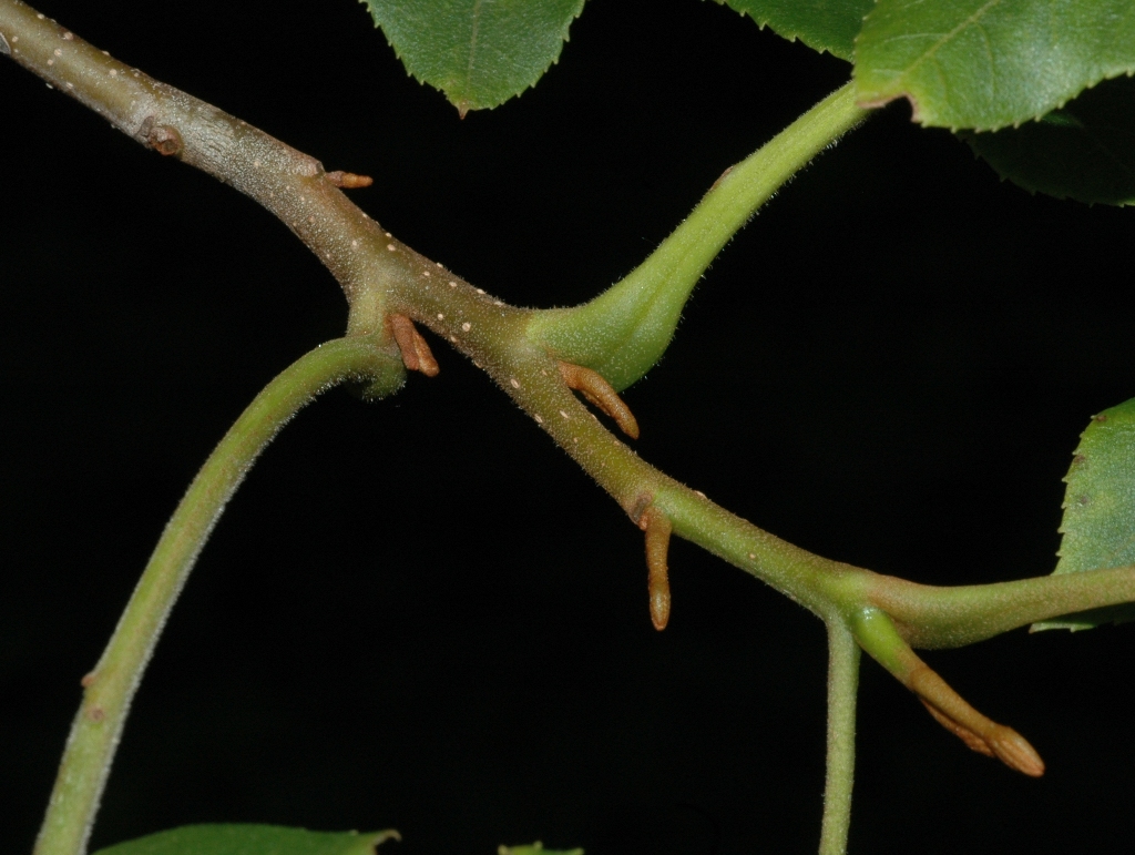 Juglandaceae Cyclocarya paliurus