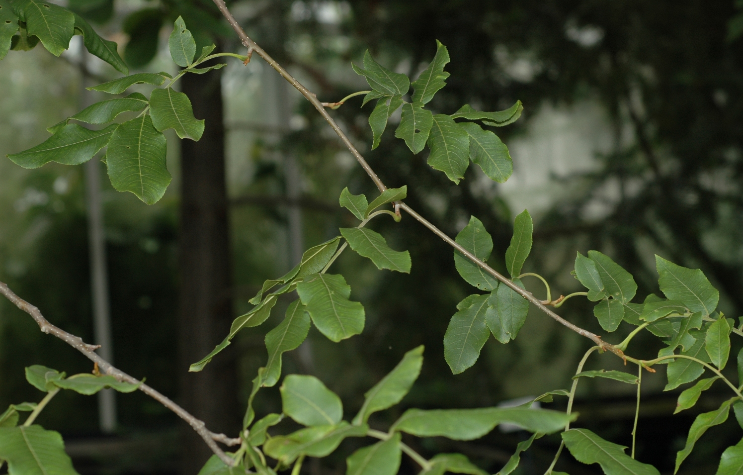 Juglandaceae Cyclocarya paliurus