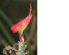 image of Euphorbia tithymaloides