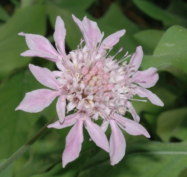 Dipsacaceae Pterocephalus dumetorum