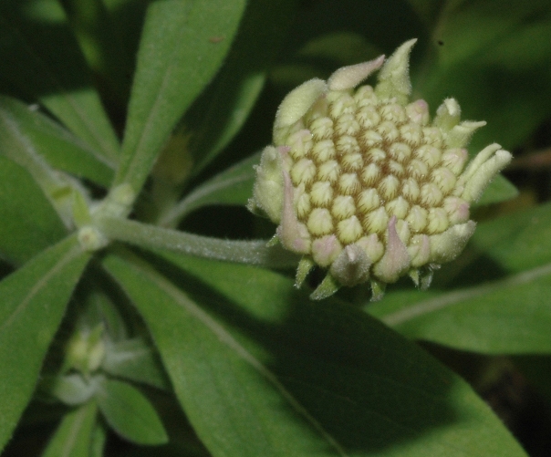 Dipsacaceae Pterocephalus dumetorum