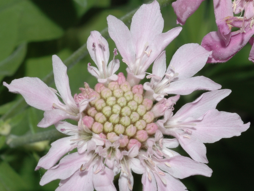 Dipsacaceae Pterocephalus dumetorum