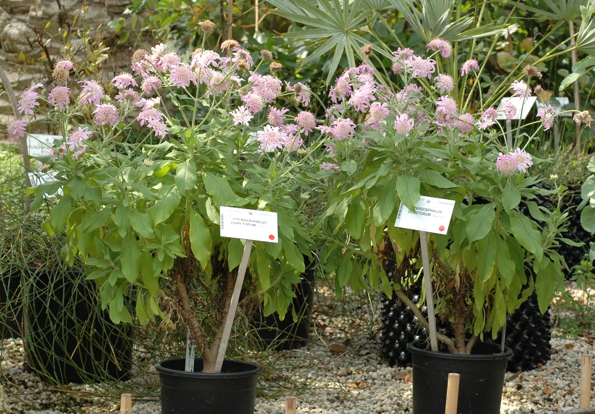 Dipsacaceae Pterocephalus dumetorum