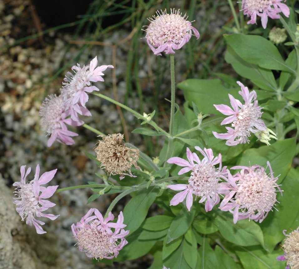 Dipsacaceae Pterocephalus dumetorum
