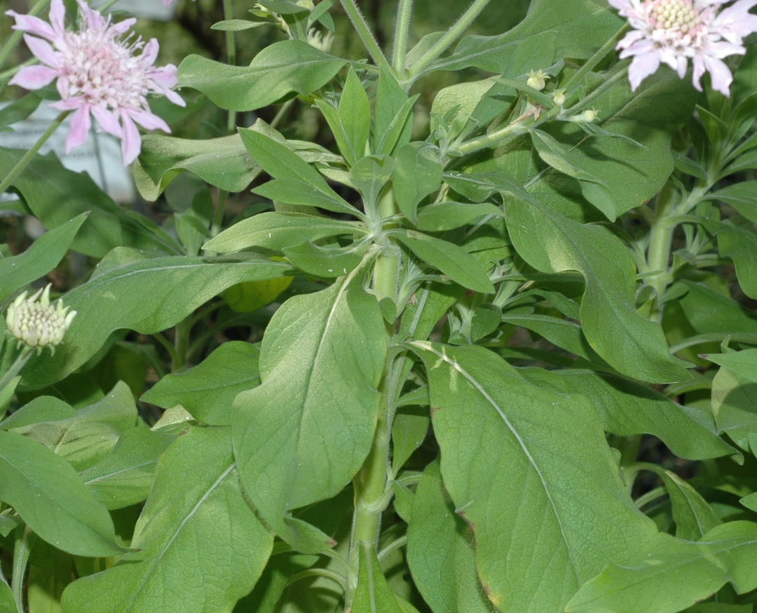 Dipsacaceae Pterocephalus dumetorum