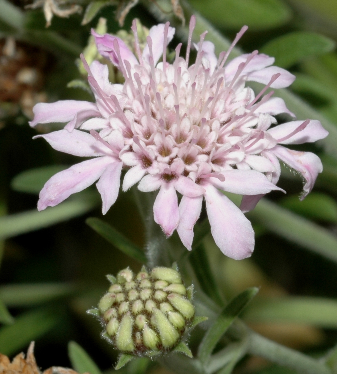 Dipsacaceae Pterocephalus dumetorum