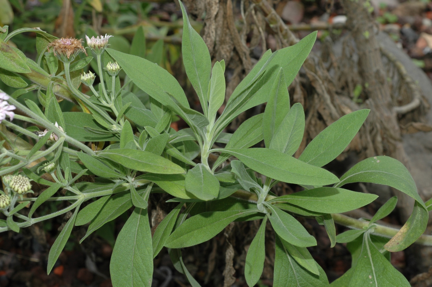 Dipsacaceae Pterocephalus dumetorum