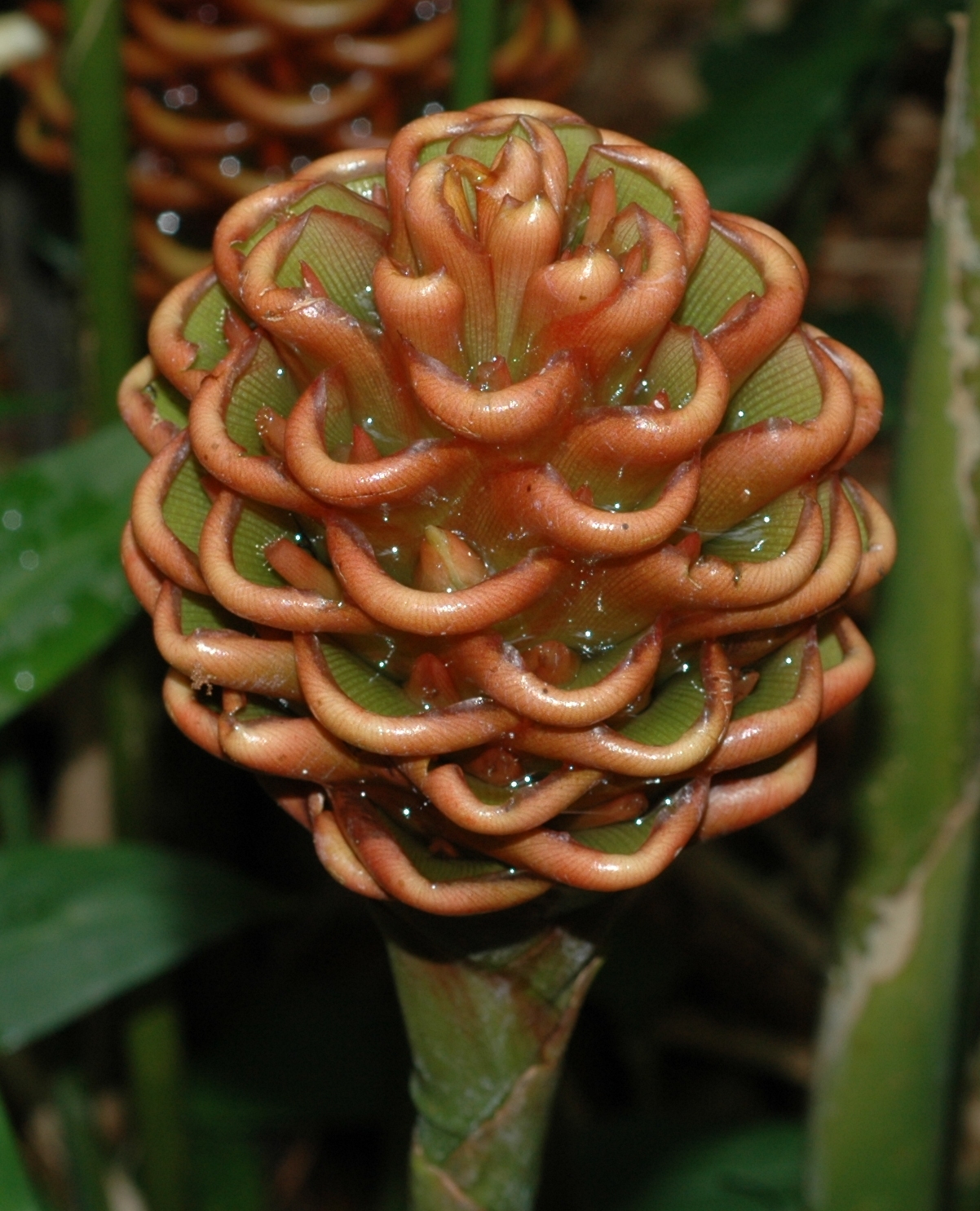 Zingiberaceae Zingiber macradenium