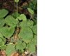 image of Doronicum pardalianches