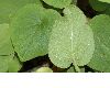 image of Doronicum pardalianches