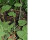 image of Doronicum pardalianches
