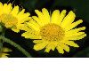 image of Doronicum pardalianches