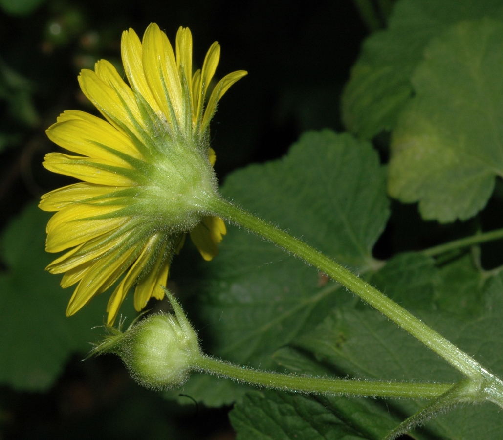 Asteraceae Doronicum pardalianches