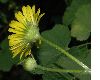 image of Doronicum pardalianches