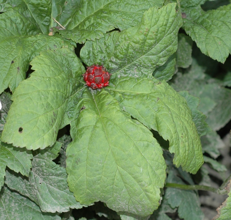 Ranunculaceae Hydrastis canadensis