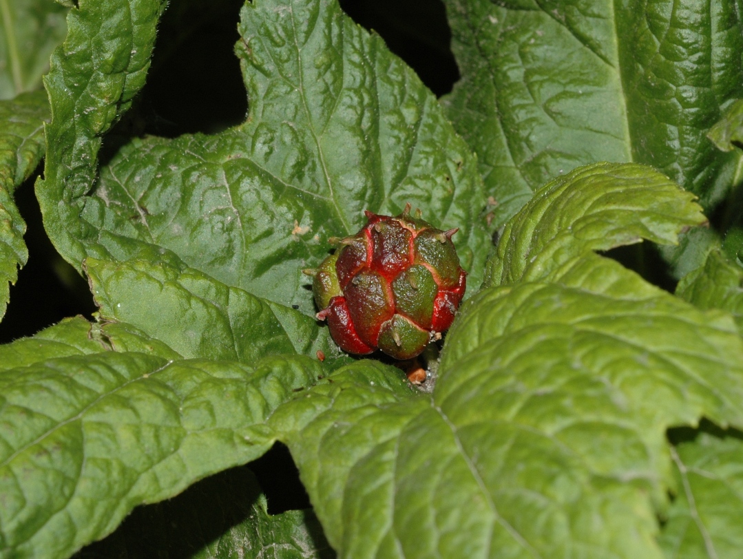 Ranunculaceae Hydrastis canadensis