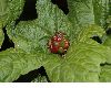 image of Hydrastis canadensis