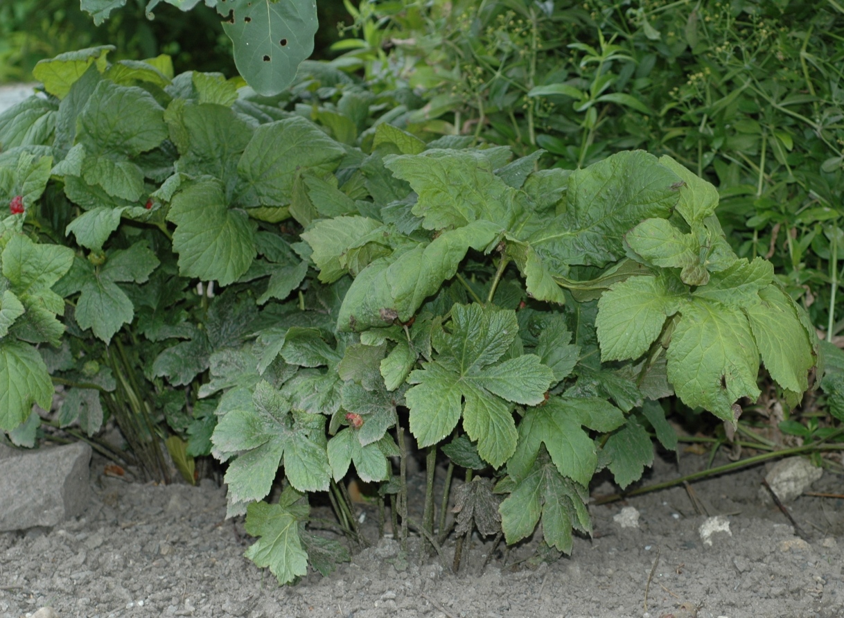 Ranunculaceae Hydrastis canadensis
