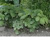 image of Hydrastis canadensis