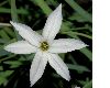 image of Ipheion uniflorum