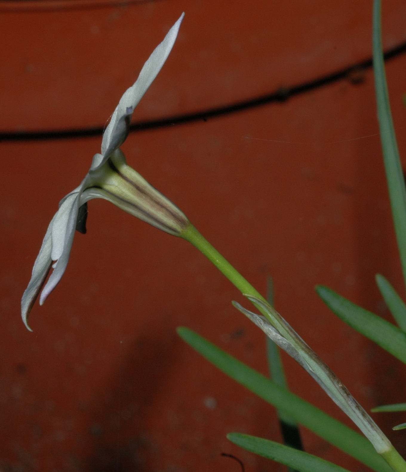 Amaryllidaceae Ipheion uniflorum