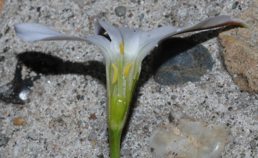 Amaryllidaceae Ipheion uniflorum