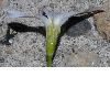 image of Ipheion uniflorum