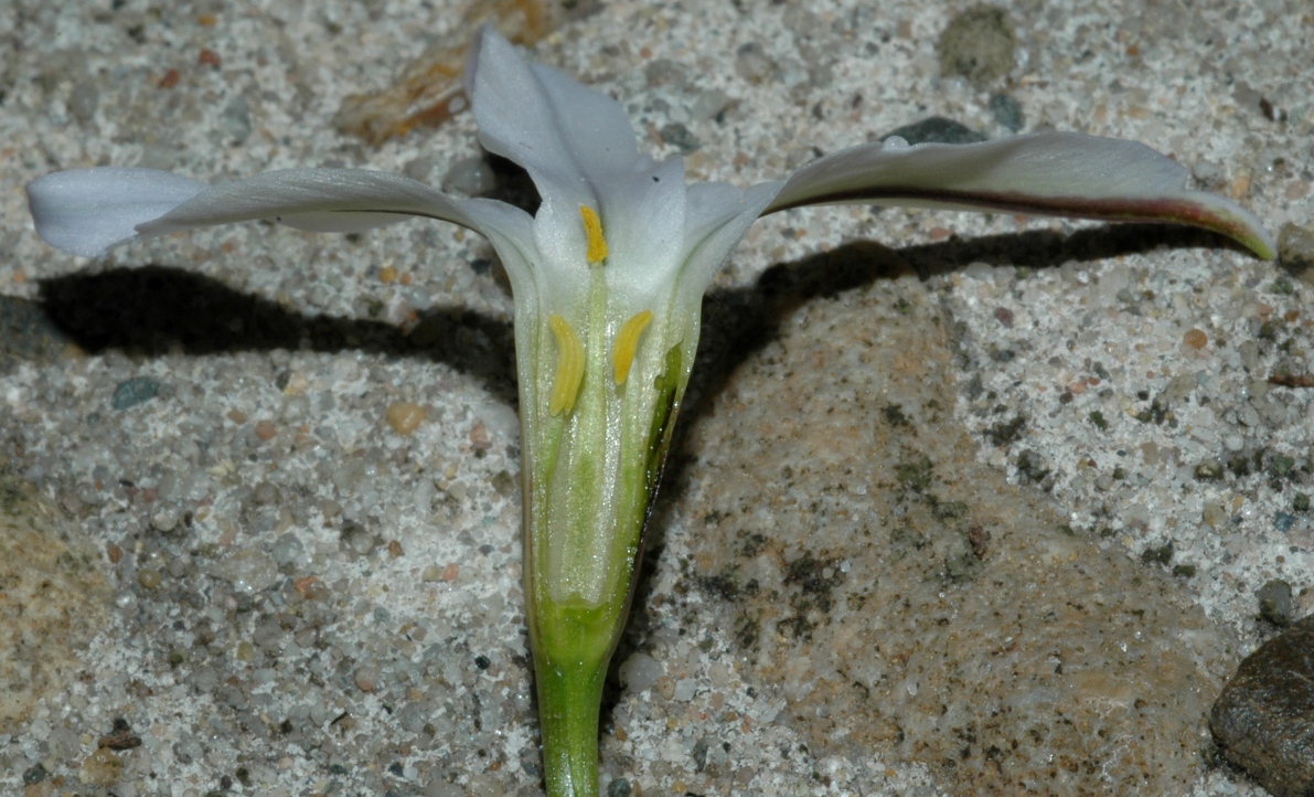 Amaryllidaceae Ipheion uniflorum