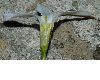 image of Ipheion uniflorum