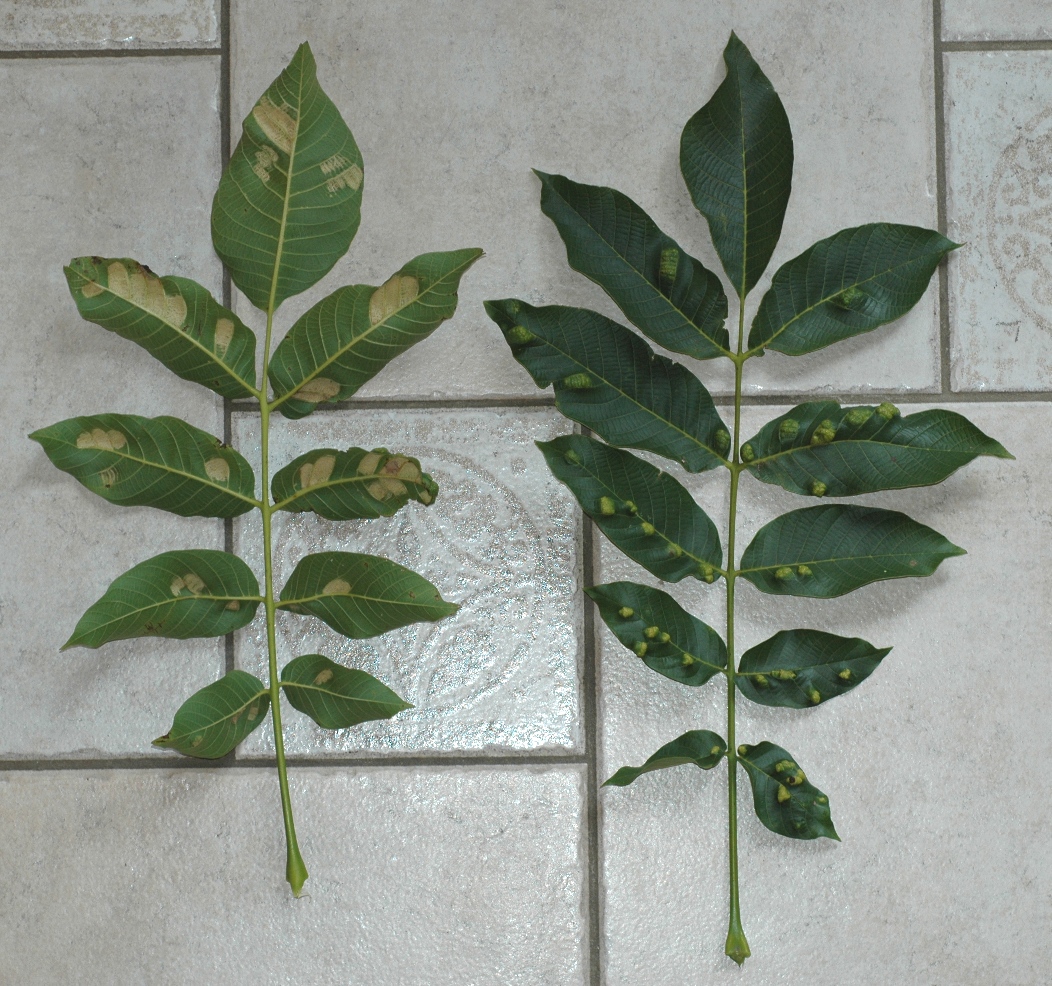 Juglandaceae Juglans regia
