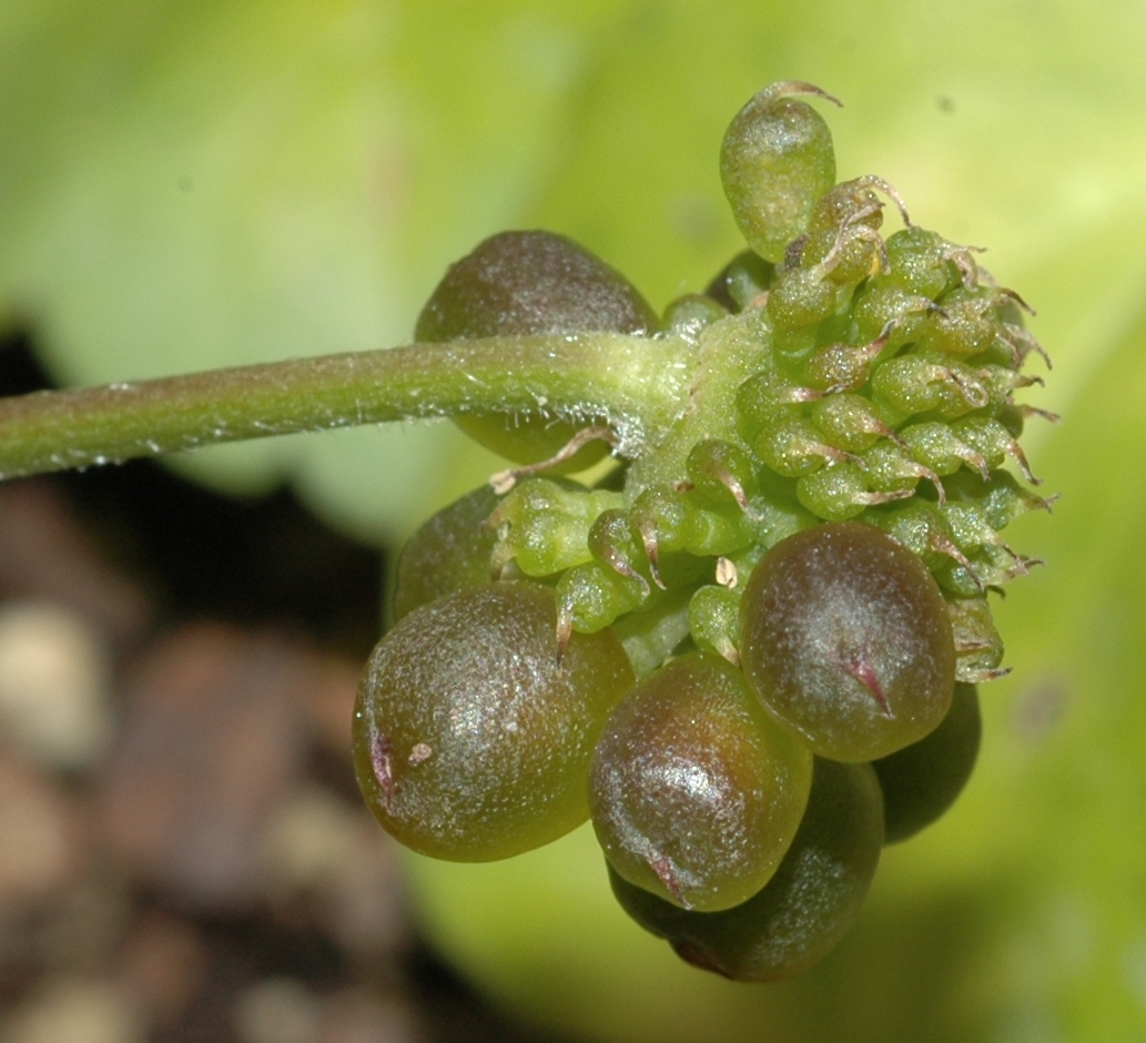 Ranunculaceae Knowltonia capensis