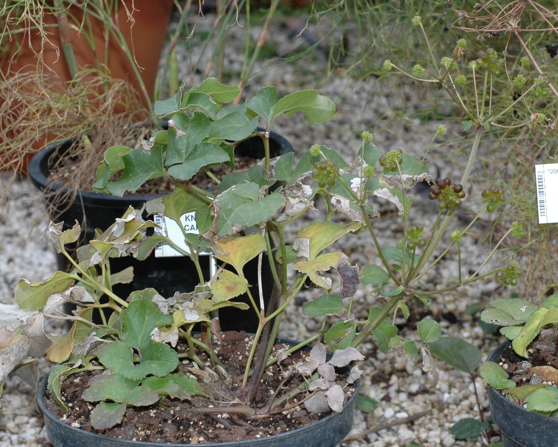 Ranunculaceae Knowltonia capensis