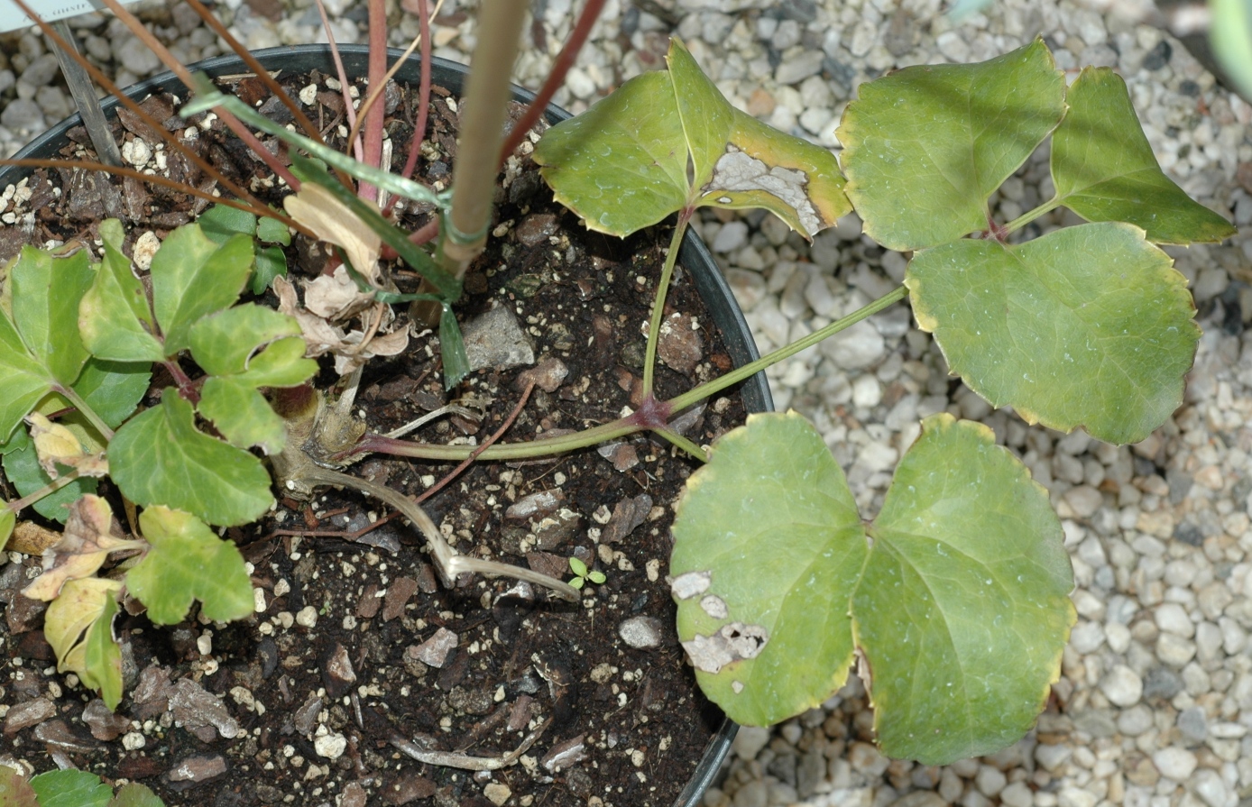 Ranunculaceae Knowltonia capensis