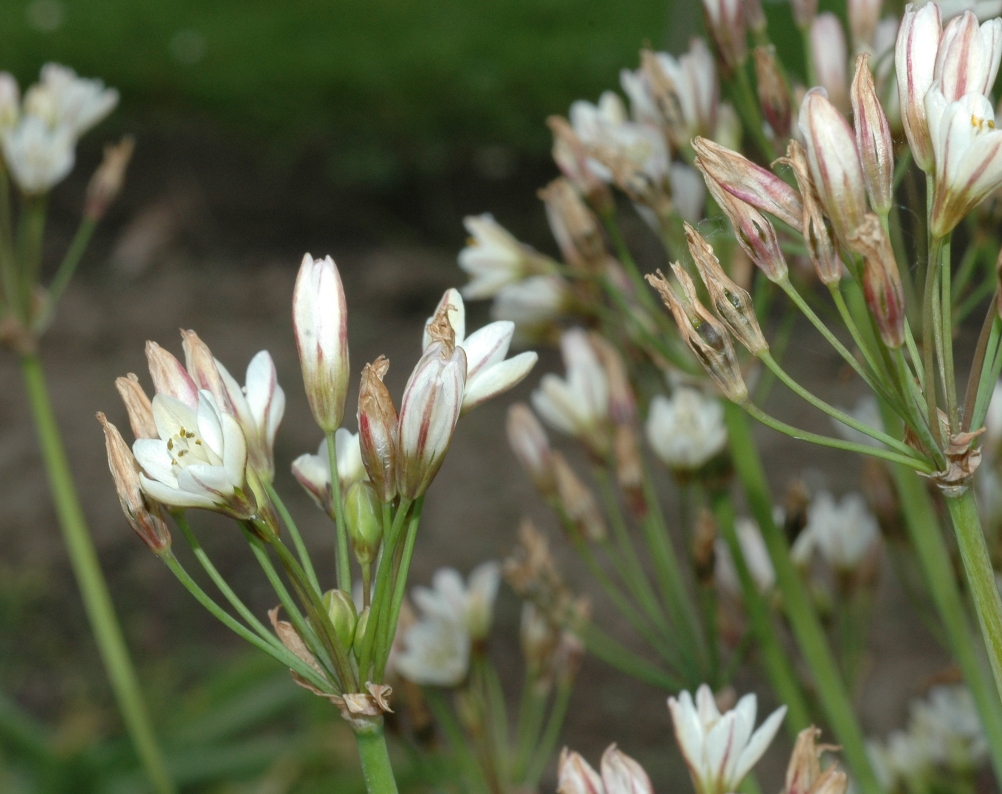 Amaryllidaceae Nothoscordum gracile