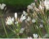 image of Nothoscordum gracile