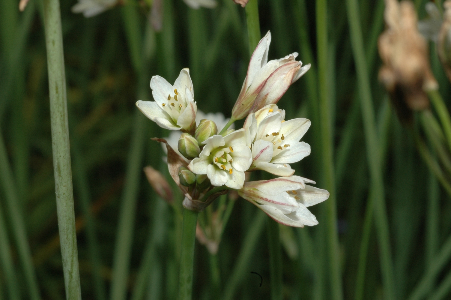 Amaryllidaceae Nothoscordum gracile