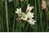 image of Nothoscordum gracile