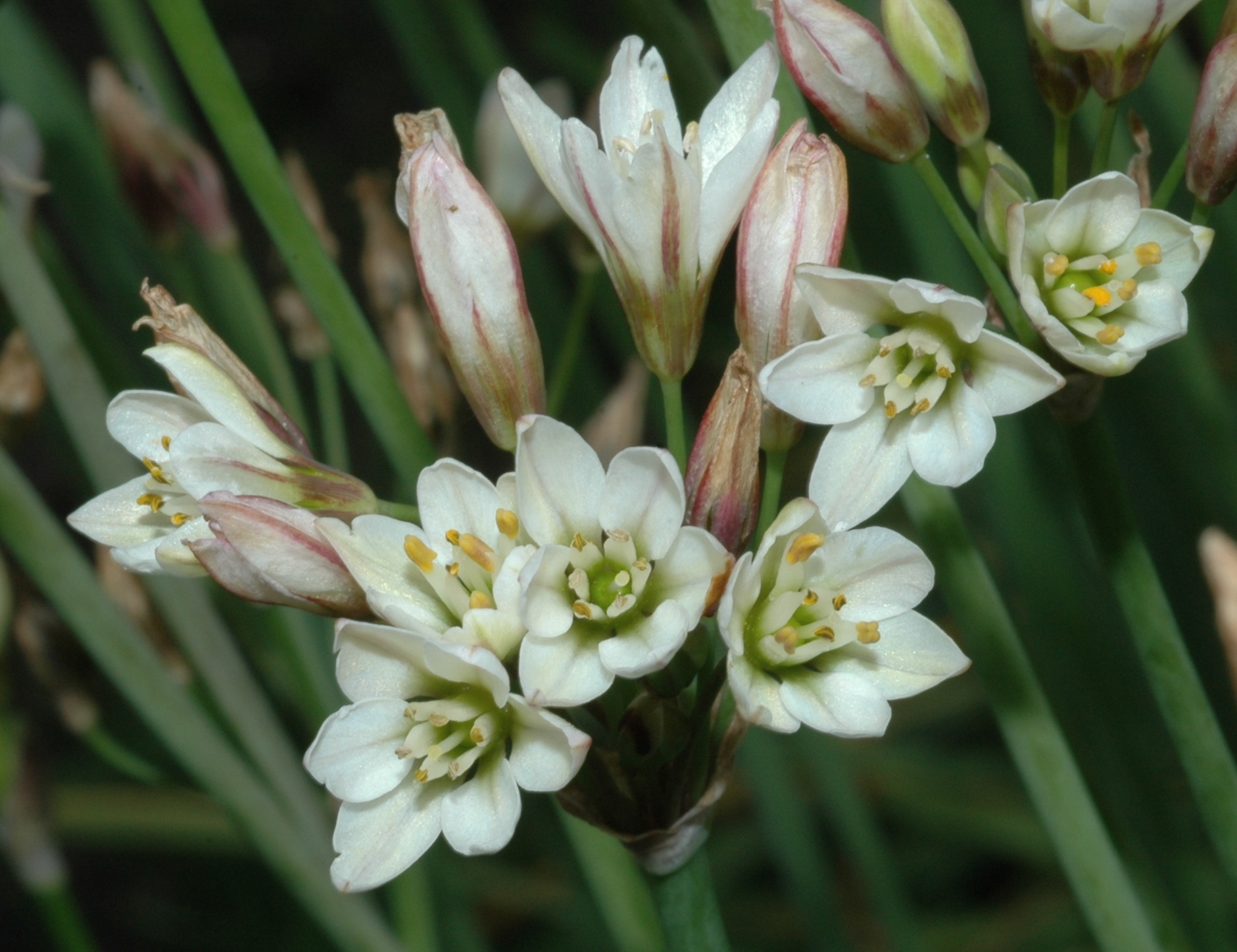Amaryllidaceae Nothoscordum gracile