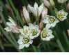 image of Nothoscordum gracile