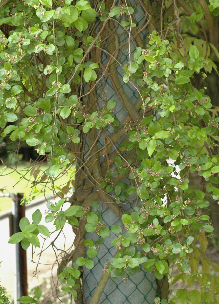 Apocynaceae Periploca 