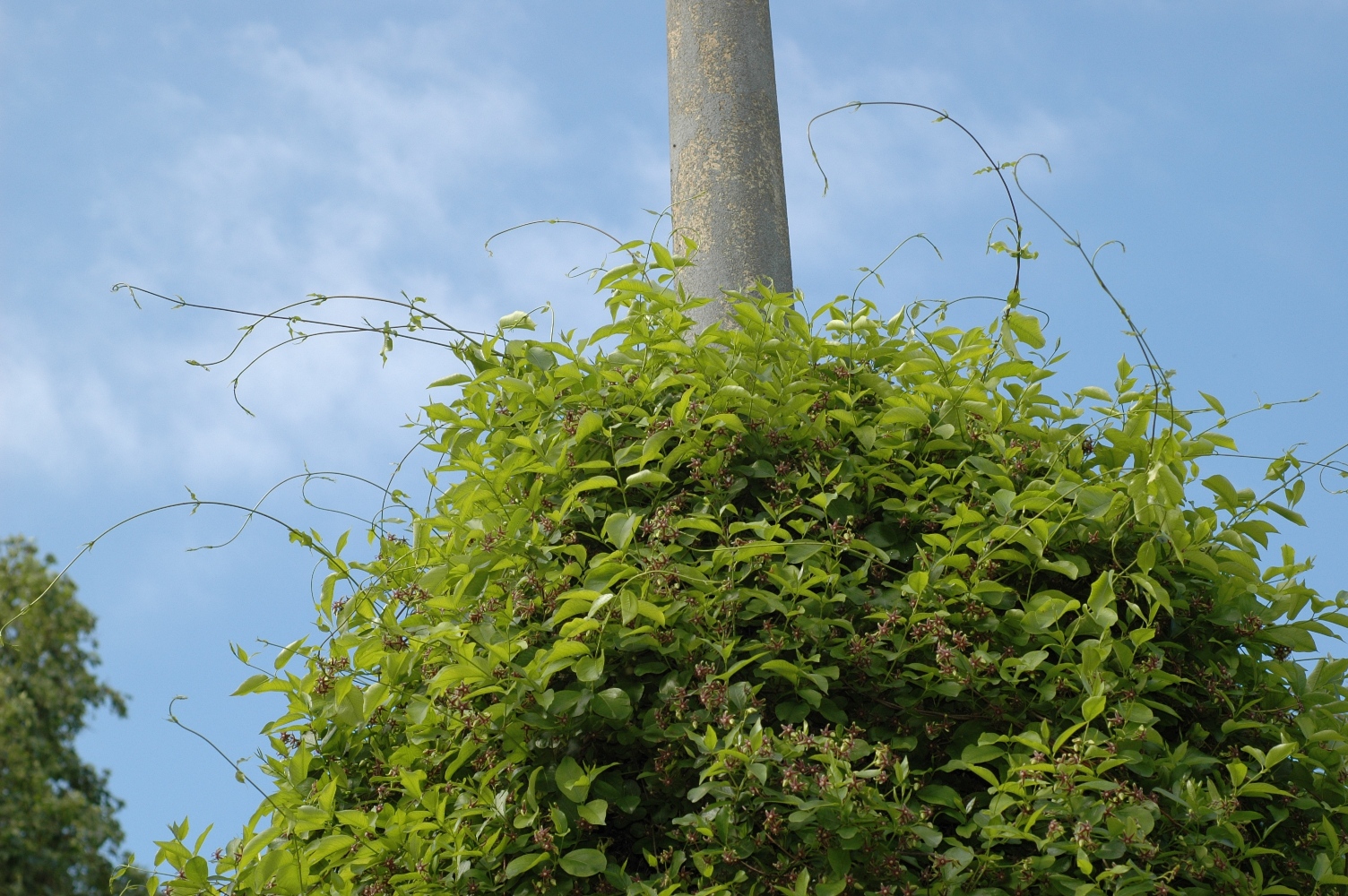 Apocynaceae Periploca 