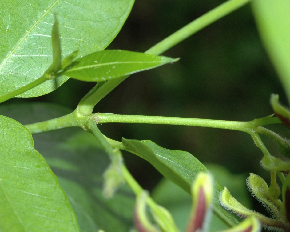 Apocynaceae Periploca 