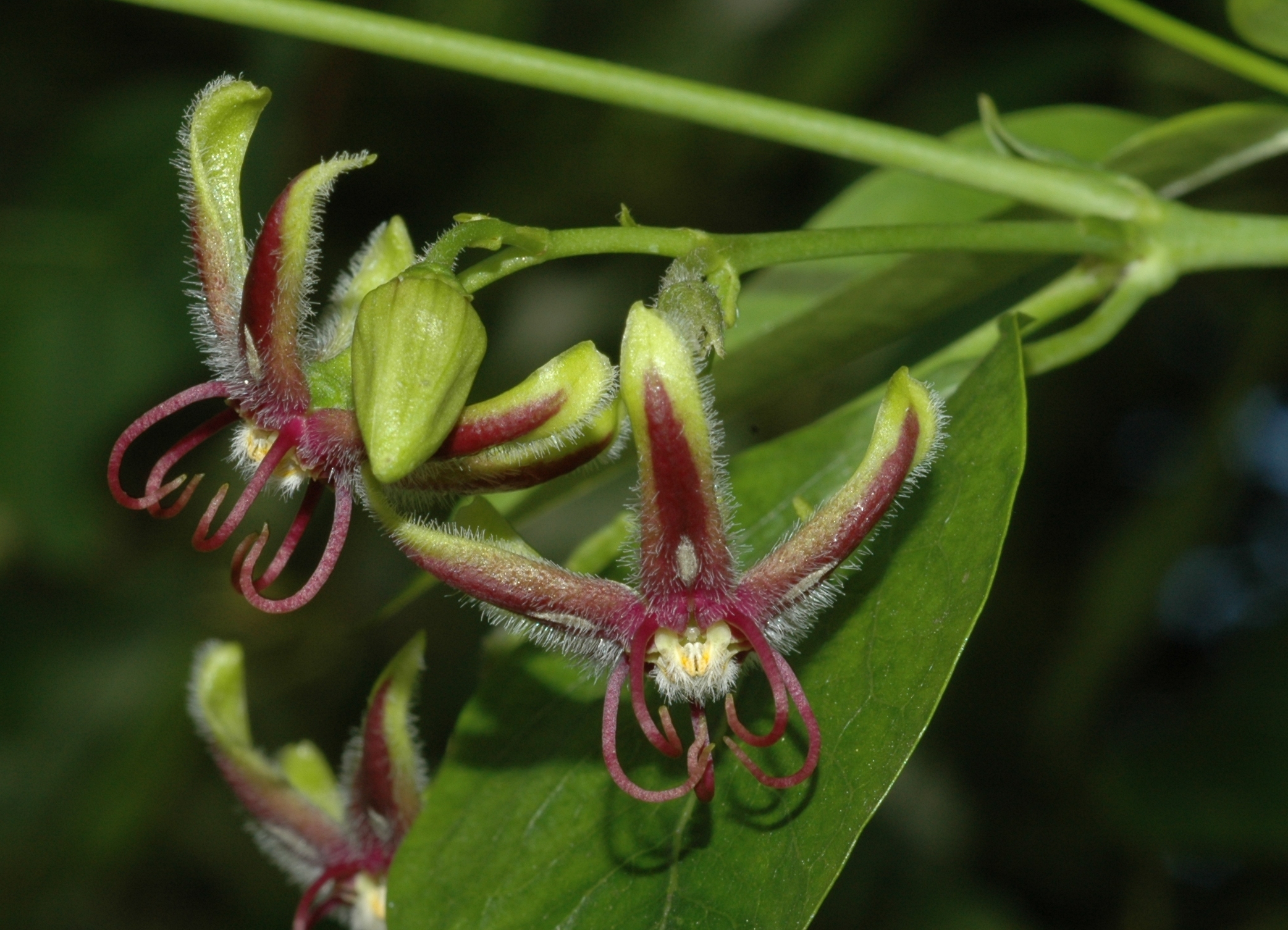 Apocynaceae Periploca 