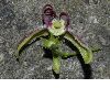 image of Periploca 