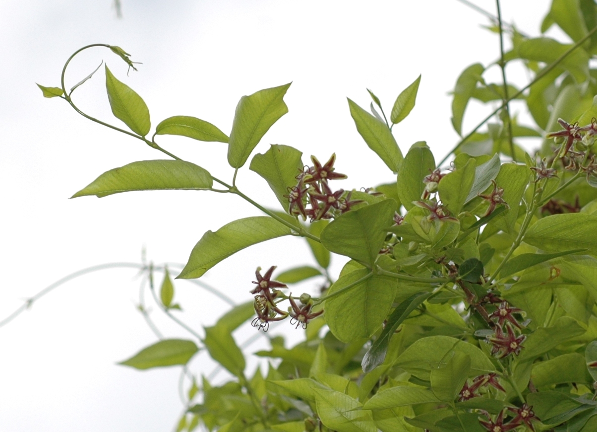 Apocynaceae Periploca 