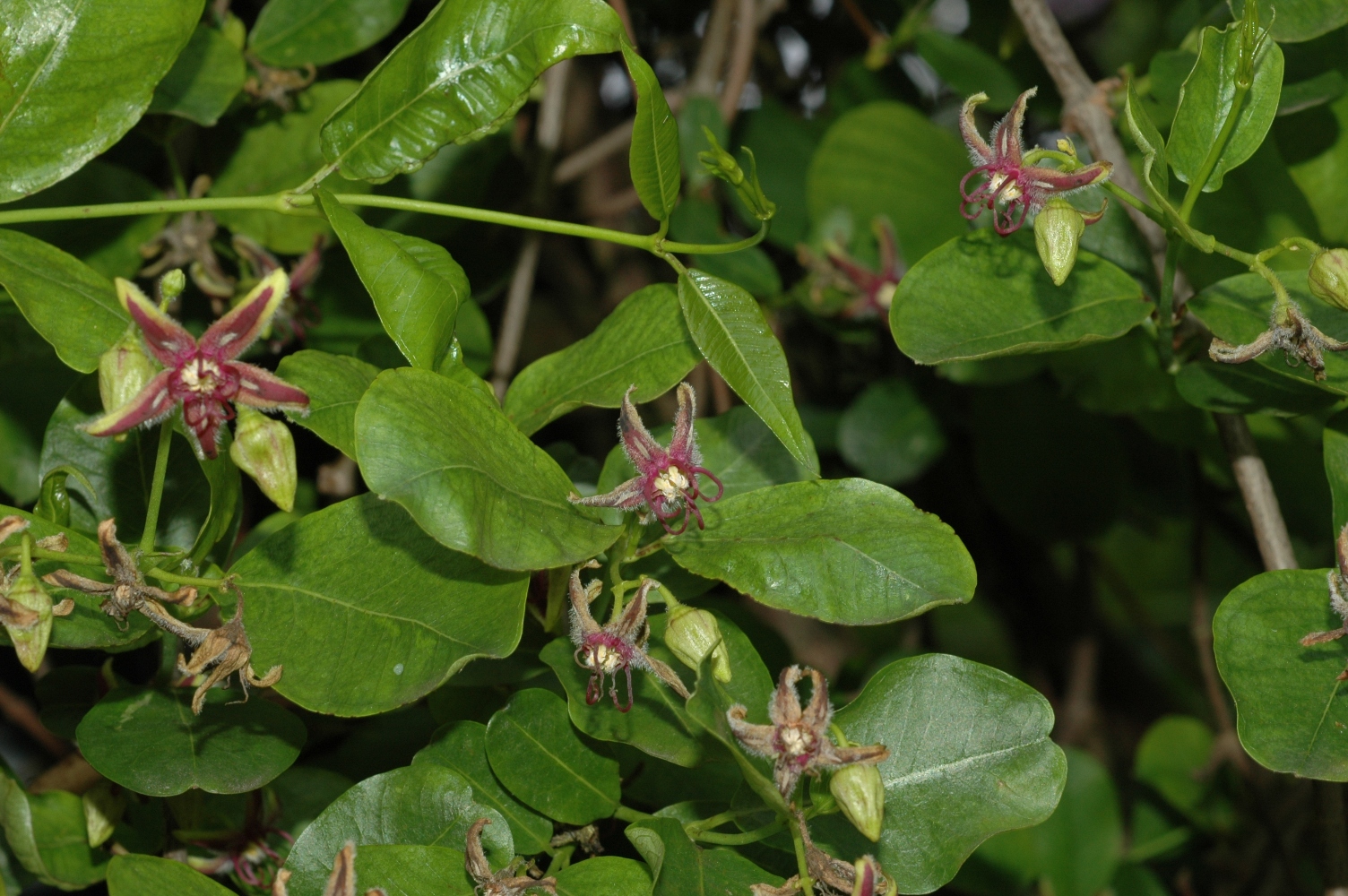 Apocynaceae Periploca 