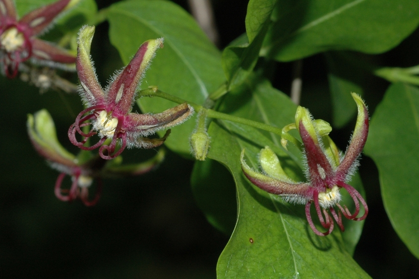 Apocynaceae Periploca 