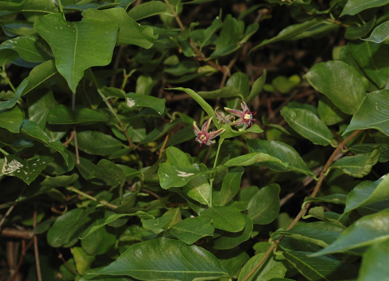 Apocynaceae Periploca 